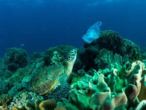 Sea turtle eyeing plastic bag (Image credit: Danny Ocampo)