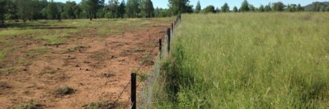 Two fields separated by a fence: one a barren brown dustbowl; the other green and fertile thanks, to regenerative agriculture (photo courtesy of the Savory Institute).