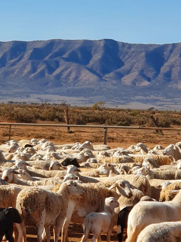 Sheep at Yadlamalka Station (Image Credit: Tom Doman)