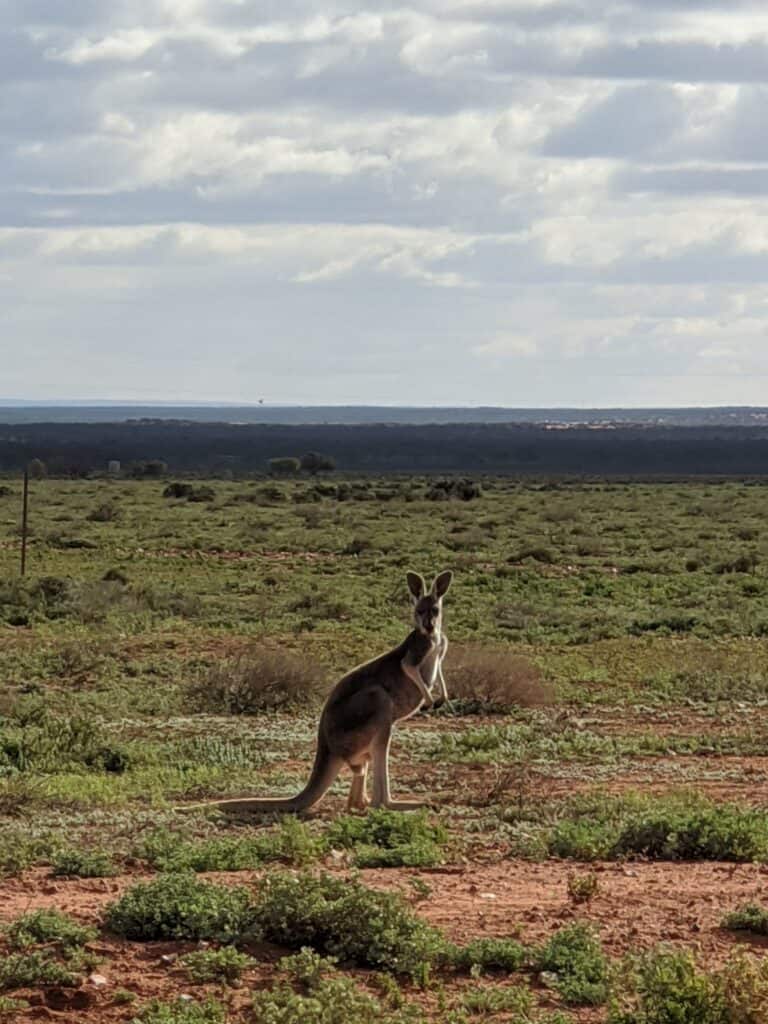 Kangaroo at Yadlamalka Station (Image Credit: Tom Doman)