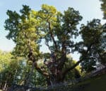 Stelmuze Oak, an English (Pedunculate) oak tree in Stelmuze village, Lithuania. It is the oldest oak in Lithuania and one of the oldest in Europe.