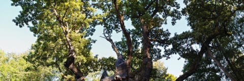 Stelmuze Oak, an English (Pedunculate) oak tree in Stelmuze village, Lithuania. It is the oldest oak in Lithuania and one of the oldest in Europe.