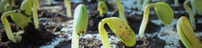 Report image of green shoots for plant protein growing