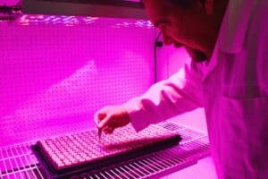 Person bathed in pink UV light in new in-house lab at LST showing use of growfoam in chambers.
