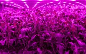 Close-up of leafy produce growing under pink UV light in vertical farm.