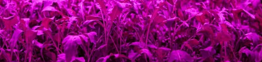 Close-up of leafy produce growing under pink UV light in vertical farm.