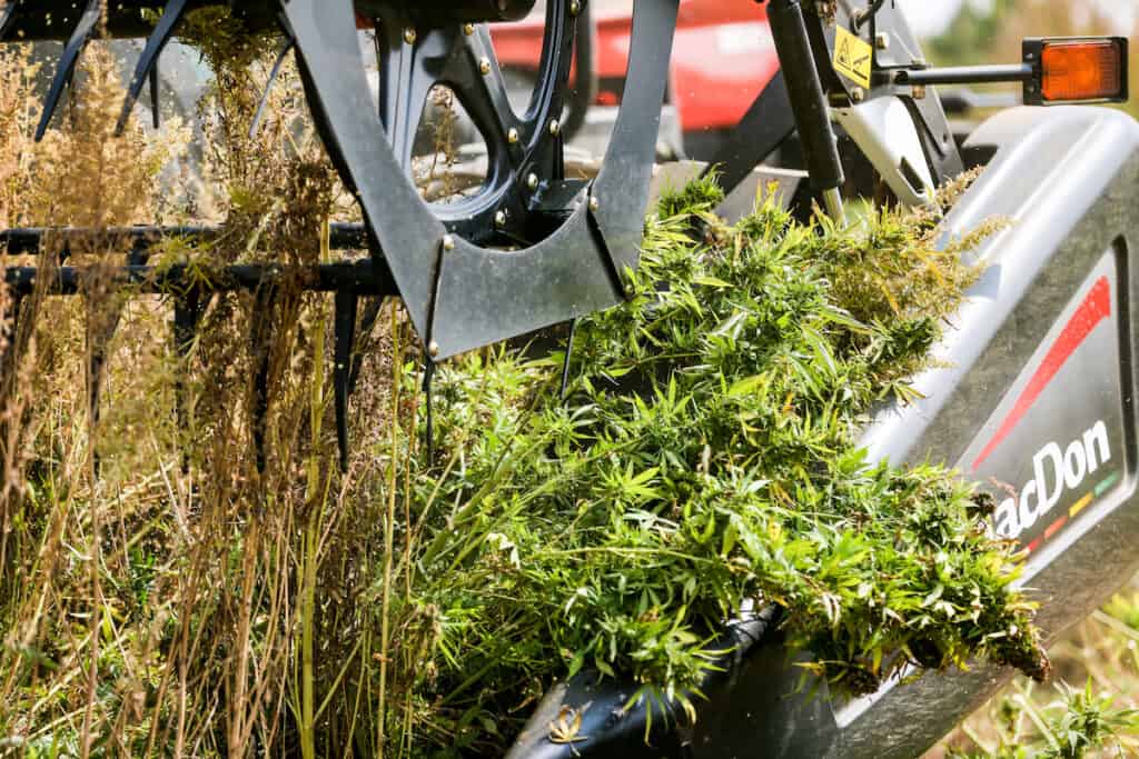 Close-up of hemp field harvested with tractor. (Photo credit: Heather Eaton.)