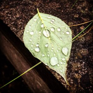Cut leaf on stone covered in rain droplets.