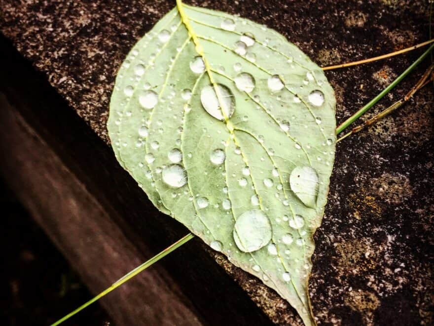 Cut leaf on stone covered in rain droplets.