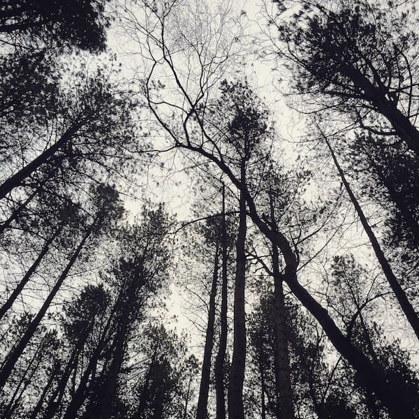 Black and white shot looking up into the sky through tall trees.