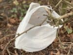 White single-use carrier bag littered in natural environment, caught on twigs and branches.