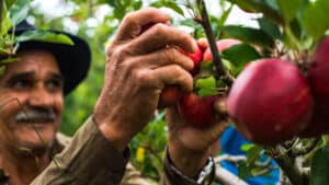 Farmer picking apples from a tree.