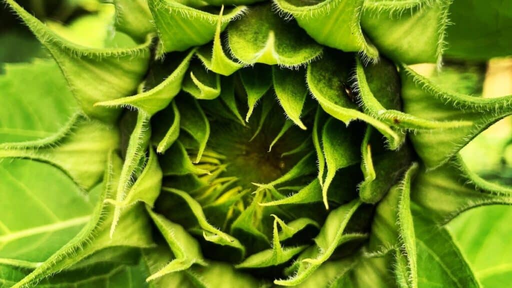 Sunflower bud opening, showing whorls of leaves and petals in green, to suggest circularity.