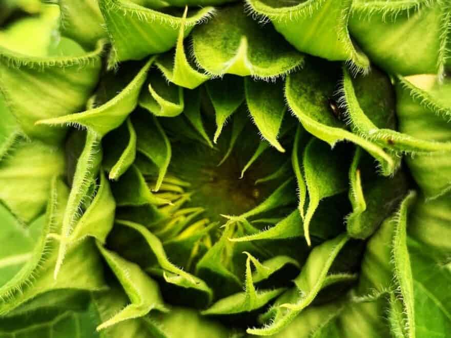 Sunflower bud opening, showing whorls of leaves and petals in green, to suggest circularity.