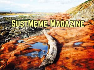 Image of driftwood on rocky beach, with SustMeme Magazine overlaid in yellow.
