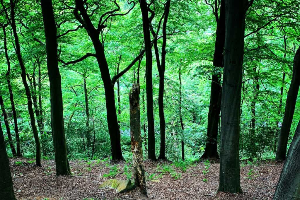 Looking downhill into forest of woodland trees from ground level, with black trunks standing out against green backdrop, with light coming from behind the leaves.