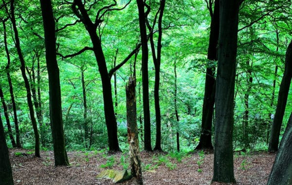 Looking downhill into forest of woodland trees from ground level, with black trunks standing out against green backdrop, with light coming from behind the leaves.