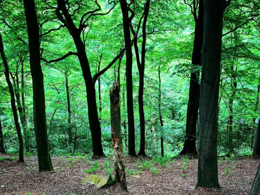 Looking downhill into forest of woodland trees from ground level, with black trunks standing out against green backdrop, with light coming from behind the leaves.