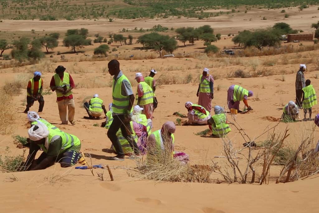 Workers wearing high-vis jackets crouching and kneeling to plant green trees and bushes on on arid, sandy desert ground.