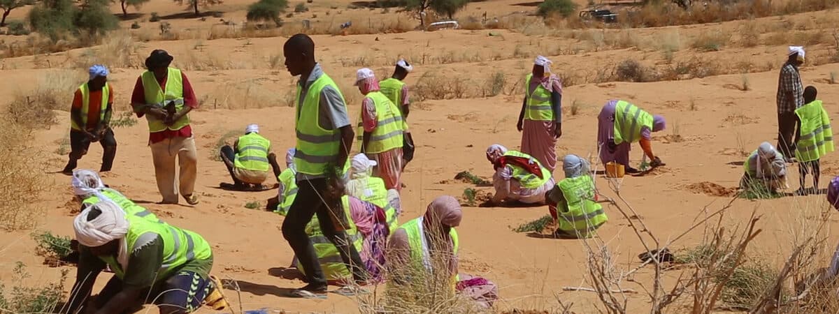 Workers wearing high-vis jackets crouching and kneeling to plant green trees and bushes on on arid, sandy desert ground.