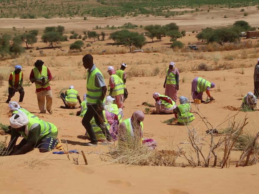 Workers wearing high-vis jackets crouching and kneeling to plant green trees and bushes on on arid, sandy desert ground.