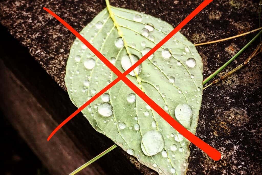 Bright red cross drawn over cut leaf on stone, covered in rain droplets.