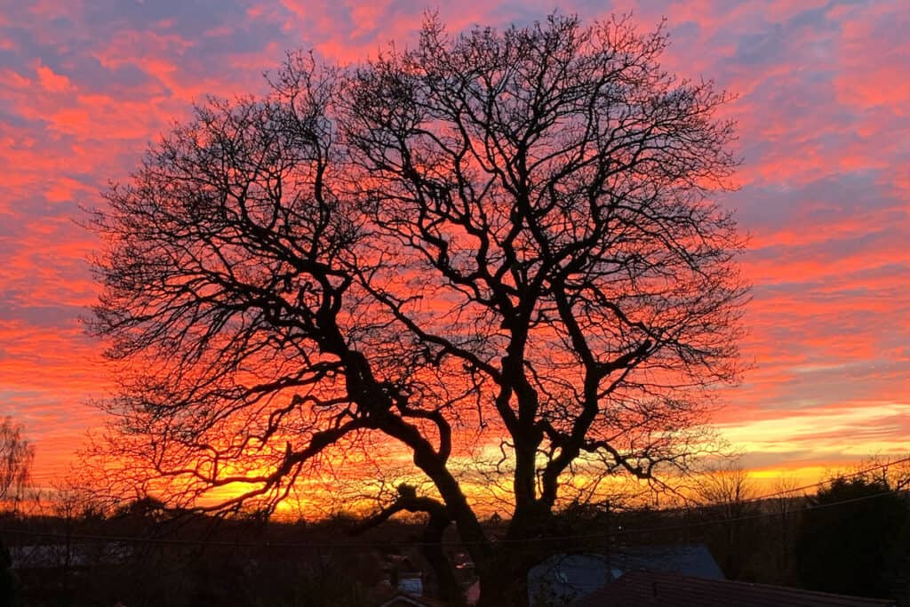 Large bare tree in black silhouette against purple, red, orange sunset sky.