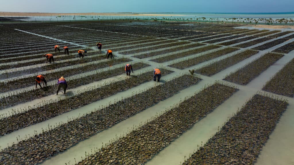 Nursery workers in orange high-vis jackets stand knee-deep in water, bending over mangrove seedlings in grid of floating seed beds.