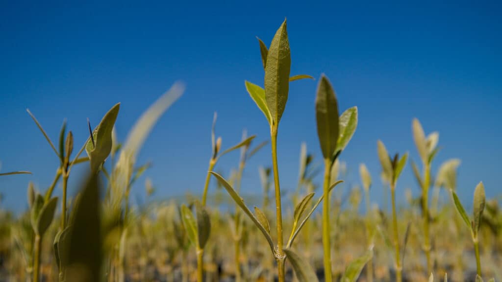 Close-up of mangrove seedlings showing stems and leaves.