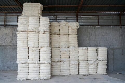 Bales of whiteish cotton stacked in a farm building, or shed.
