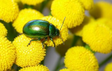Close-up of iridescent green beetle on bright yellow Tansy flowers.