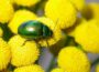 Close-up of iridescent green beetle on bright yellow Tansy flowers.