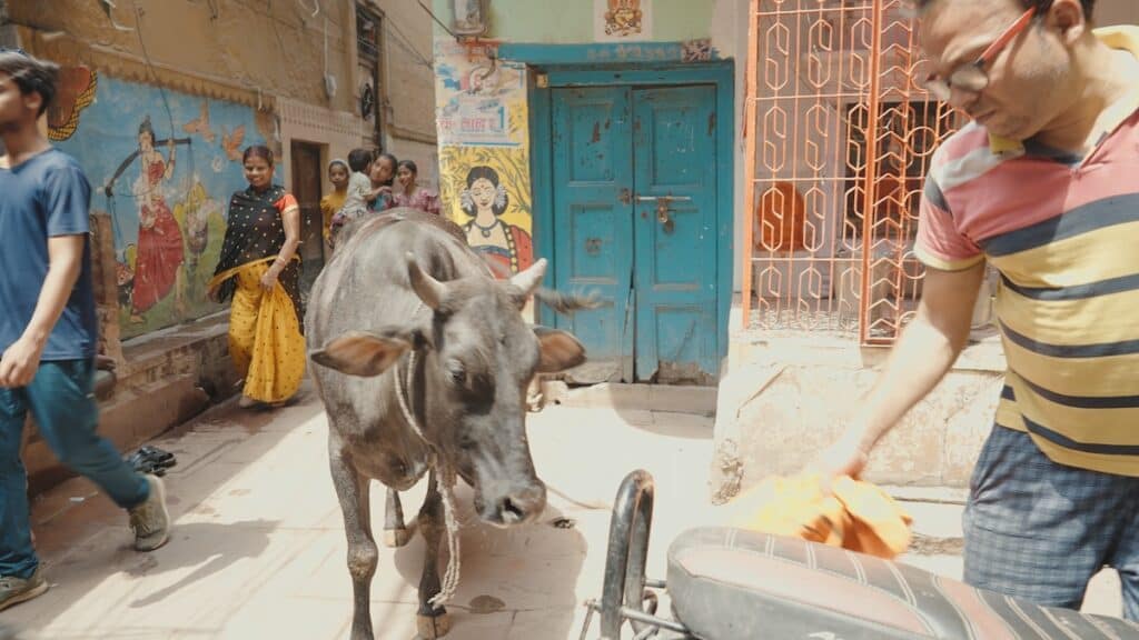 Cow walking amongst people in Varanasi city street.