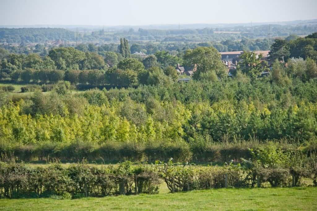 Rows of trees loosely zig-zag across the view towards the horizon and blend into a green landscape with a few built environment elements.