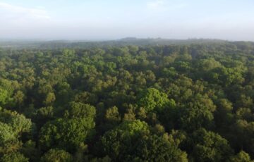 View across forest treetops towards the horizon.