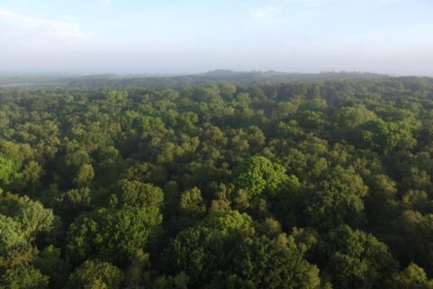 View across forest treetops towards the horizon.