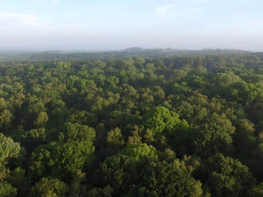 View across forest treetops towards the horizon.