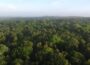 View across forest treetops towards the horizon.