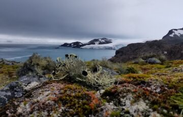 Close-up of lichen and mosses on landscape in foreground, looking out to ice-covered island and seascape of Antarctica beyond.