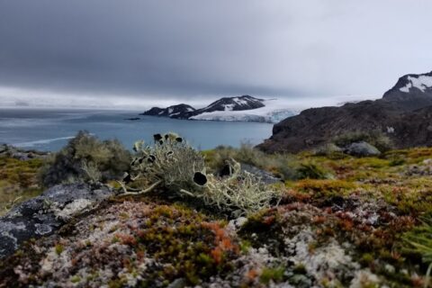 Close-up of lichen and mosses on landscape in foreground, looking out to ice-covered island and seascape of Antarctica beyond.