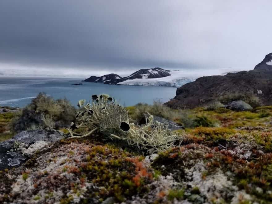 Close-up of lichen and mosses on landscape in foreground, looking out to ice-covered island and seascape of Antarctica beyond.