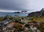 Close-up of lichen and mosses on landscape in foreground, looking out to ice-covered island and seascape of Antarctica beyond.