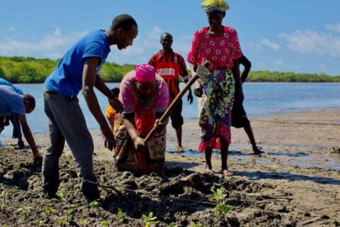 Group of people planting small mangrove saplings by hand in muddy land on banks of river, with instructor guiding community member.