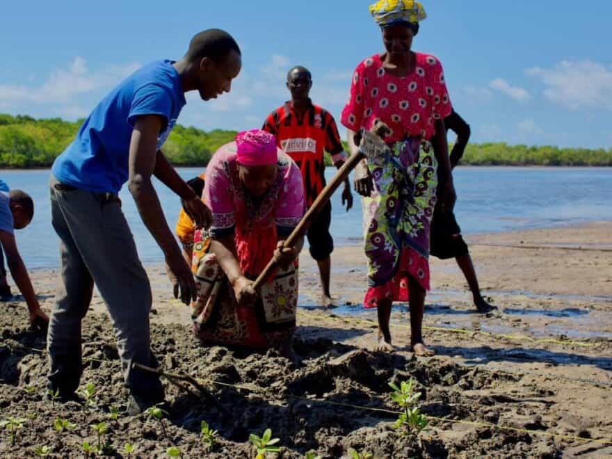 Group of people planting small mangrove saplings by hand in muddy land on banks of river, with instructor guiding community member.