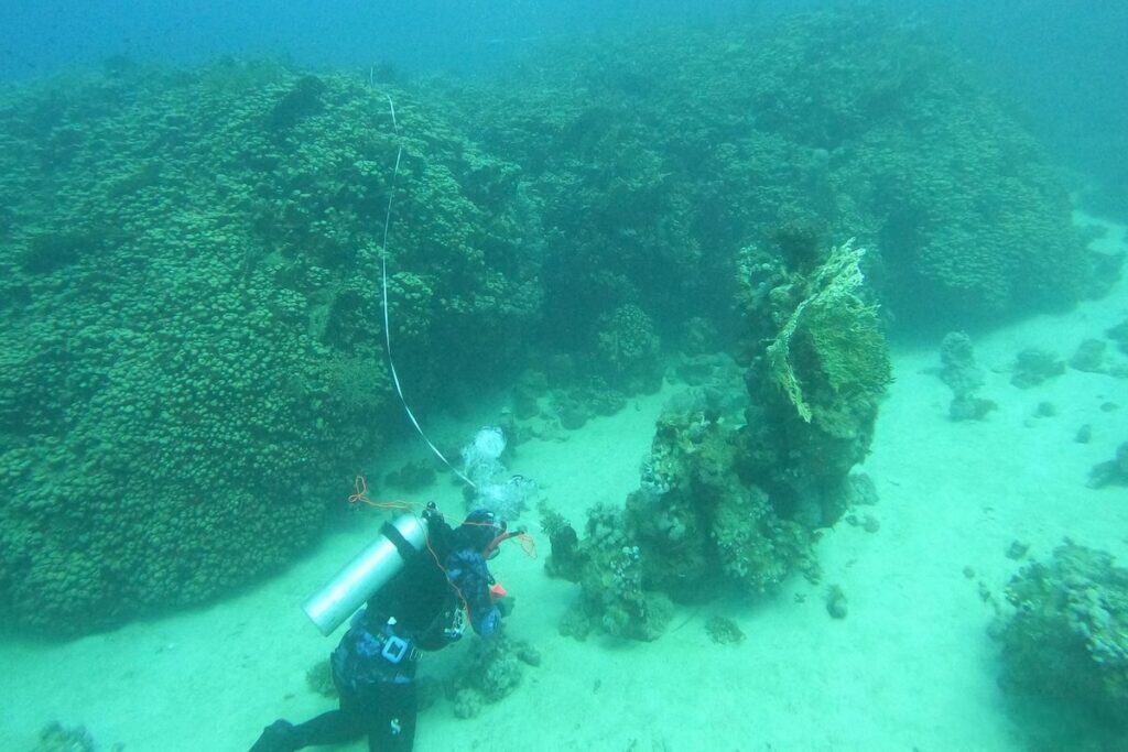 Underwater shot of coral on seabed, with diver in foreground at bottom.