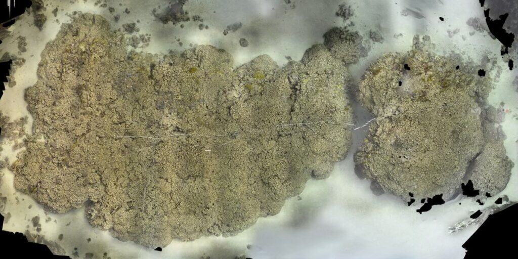 Photogrammetry shows coral viewed from above, looking like broccoli.