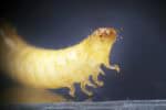 Illuminated close-up of Red Flour Beetle showing legs and face.