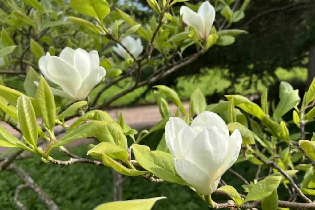 Close-up of white flower blossoms amongst green leaves on branches.