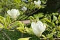 Close-up of white flower blossoms amongst green leaves on branches.
