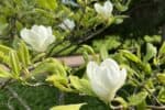 Close-up of white flower blossoms amongst green leaves on branches.